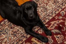 Labrador Retriver puppies available for adoption contact if interested Image eClassifieds4U
