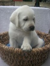 Labrador Retriver puppies available for adoption contact if interested Image eClassifieds4U