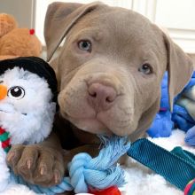 Loyal American Pitt Bull Terrier Puppies For Good Homes. Pls Contact at (loicjesse25@gmail.com) Image eClassifieds4U