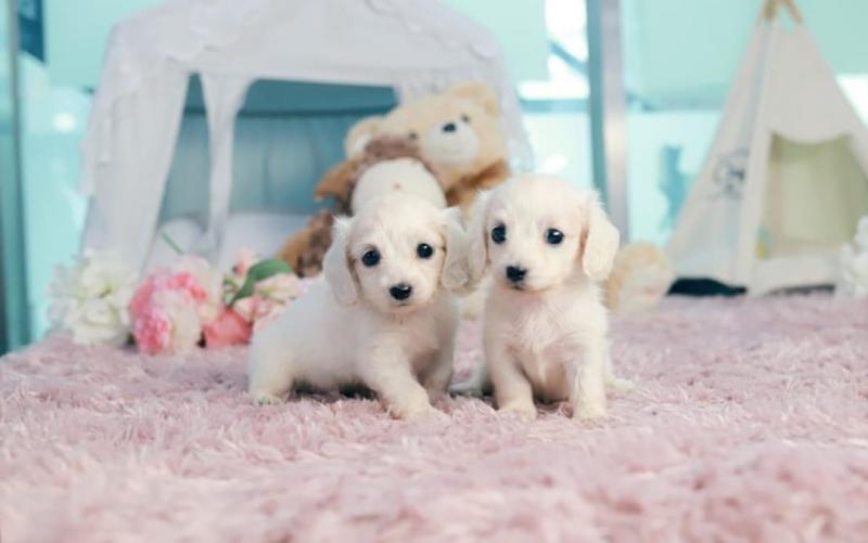 Male and female Dachshund puppies available Image eClassifieds4u