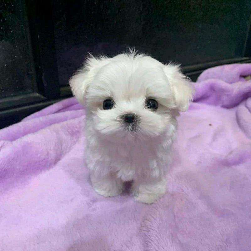 maltese Image eClassifieds4u