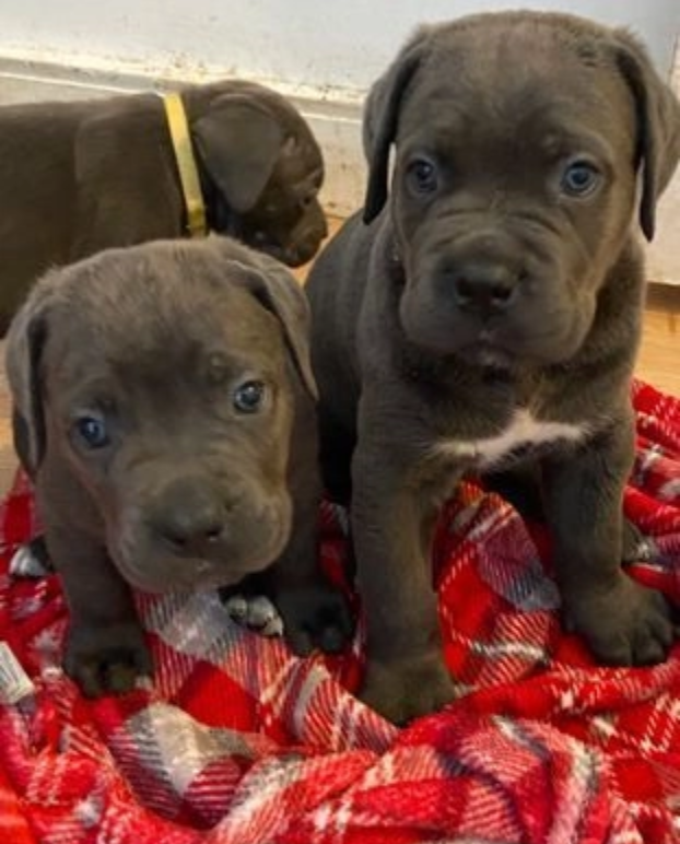 Cane Corso Puppies available Image eClassifieds4u
