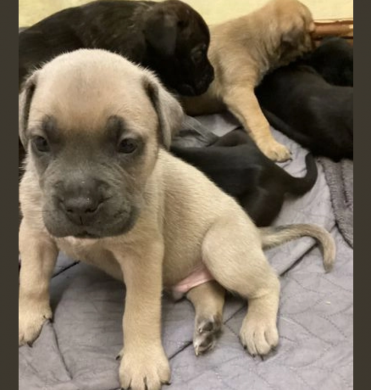 Cane Corso Puppies available Image eClassifieds4u