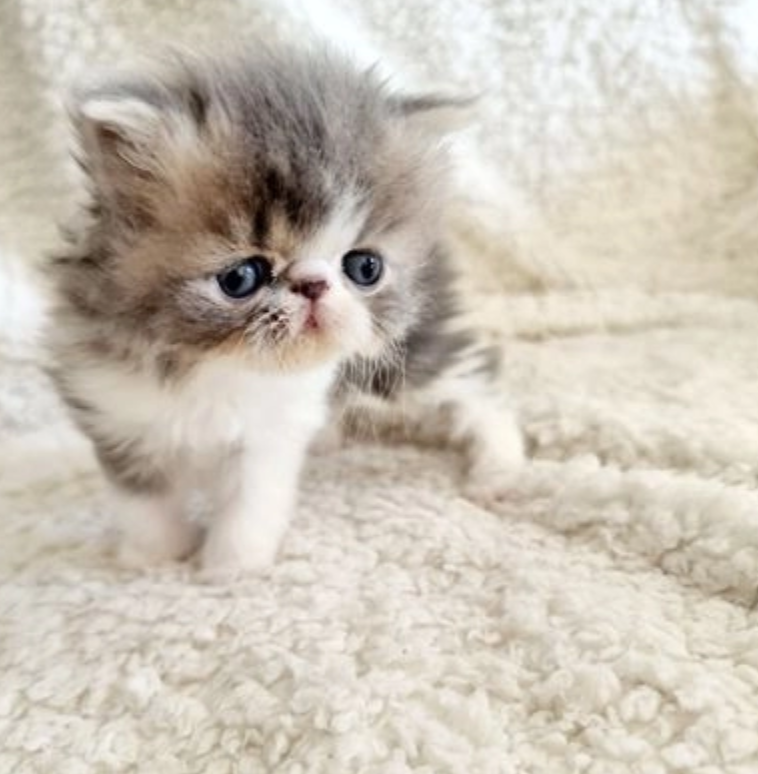 Persian kittens (Flat face) GCCF / PEDIGREE Image eClassifieds4u