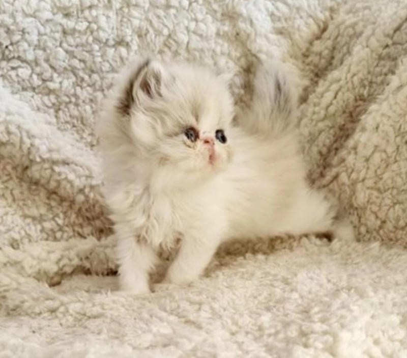 Persian kittens (Flat face) GCCF / PEDIGREE Image eClassifieds4u