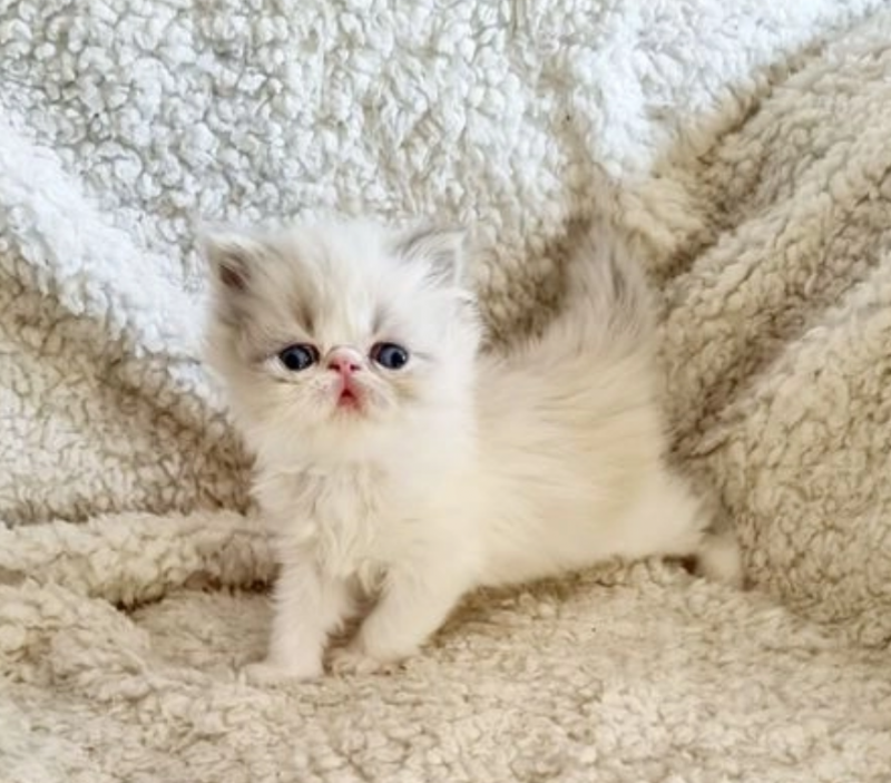 Persian kittens (Flat face) GCCF / PEDIGREE Image eClassifieds4u