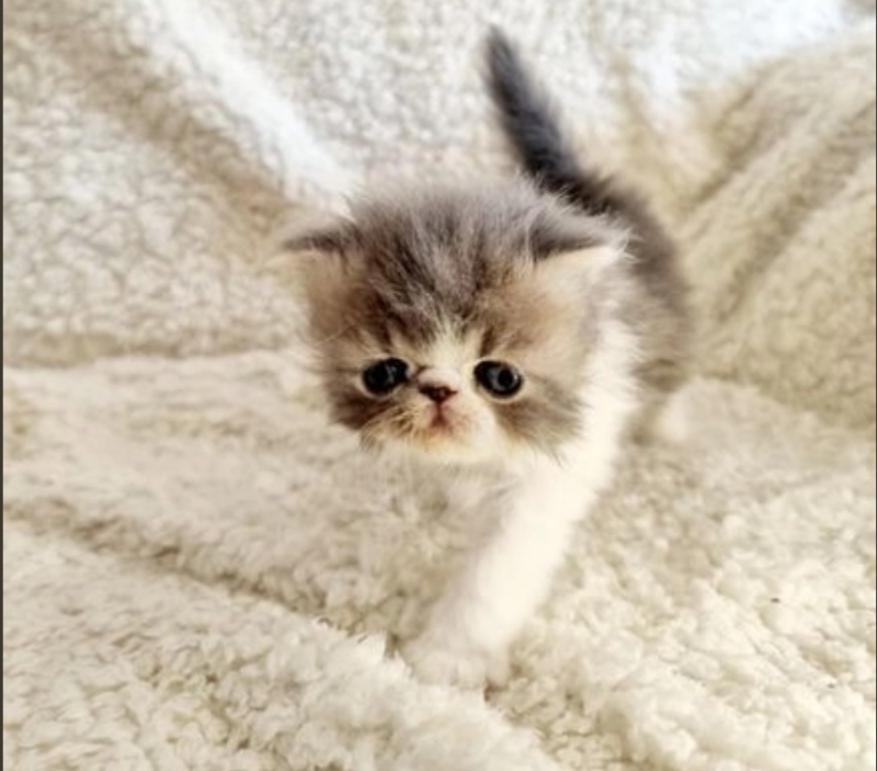 Persian kittens (Flat face) GCCF / PEDIGREE Image eClassifieds4u