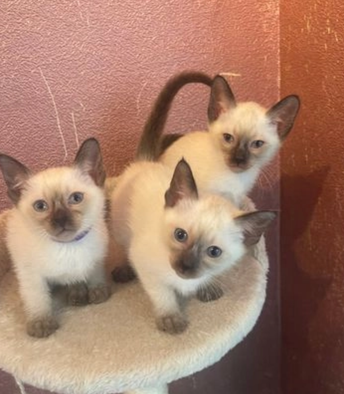 Stunning litter of seal point Siamese kittens Image eClassifieds4u