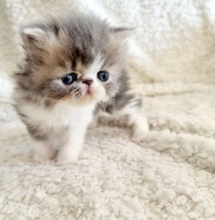 Persian kittens (Flat face) GCCF / PEDIGREE