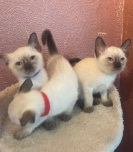 Stunning litter of seal point Siamese kittens