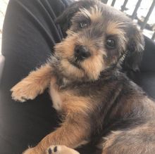 Absolutely Healthy Schweenie Puppies Contact Us At (loicjesse25@gmail.com)