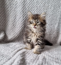 Beautiful Siberian pedigree kittens