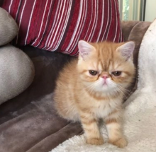 Exotic shorthair kittens available