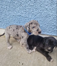 Great Dane puppies for re homing
