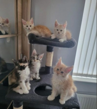 Maine Coon Kittens for sale are 2 boys and 3 girls