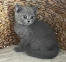 Pure Pedigree British Shorthair Kittens