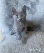 Pure Pedigree Russian blue kittens