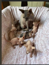 Rare Sphynx Male and female - Ready Now