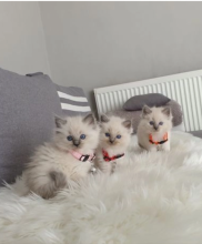 READY TO GO !! Ragdoll kittens