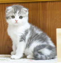 Pure breed Scottish fold/straight kittens 🐈