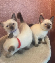 Stunning Siamese Kittens available