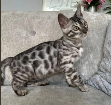 TICA registered Bengal kittens available