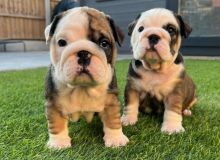 Wringle English bulldog puppies available