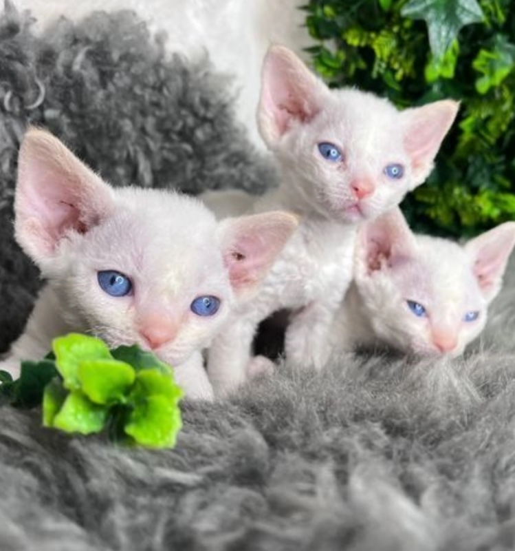 Absolutely beautiful Devon Rex Image eClassifieds4u