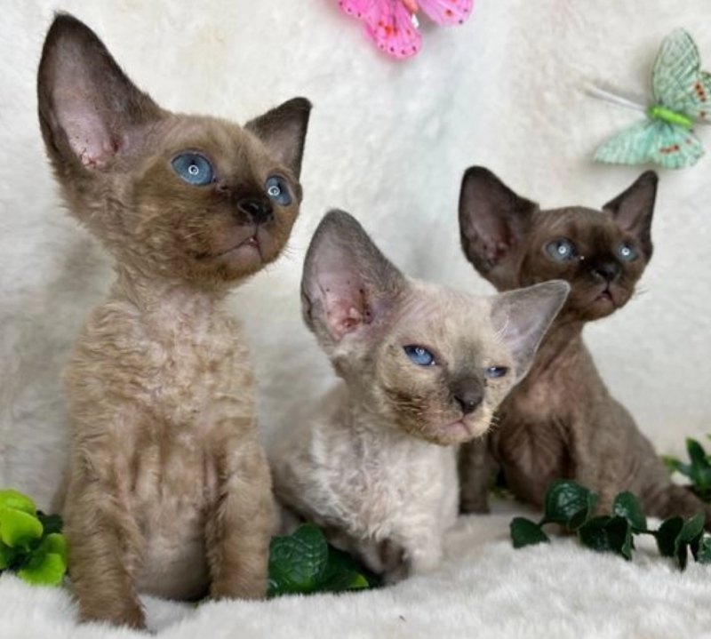 Absolutely beautiful Devon Rex Image eClassifieds4u