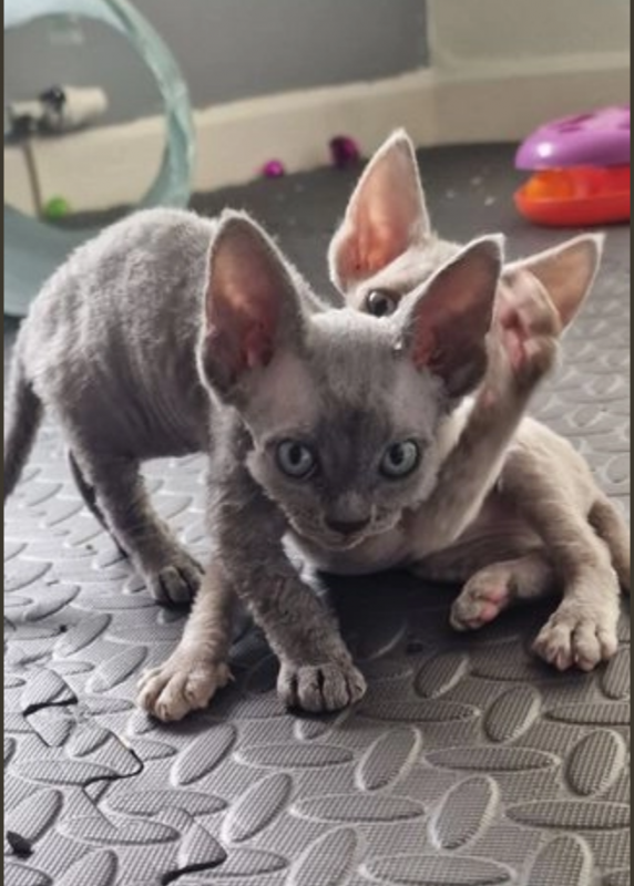 Absolutely beautiful Devon Rex Image eClassifieds4u