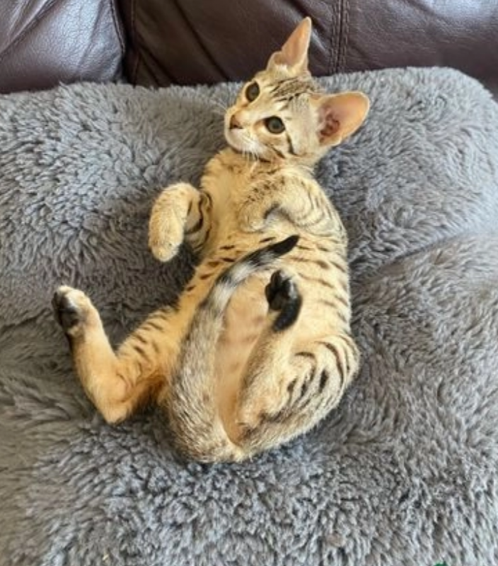 Beautiful Savannah kittens Image eClassifieds4u