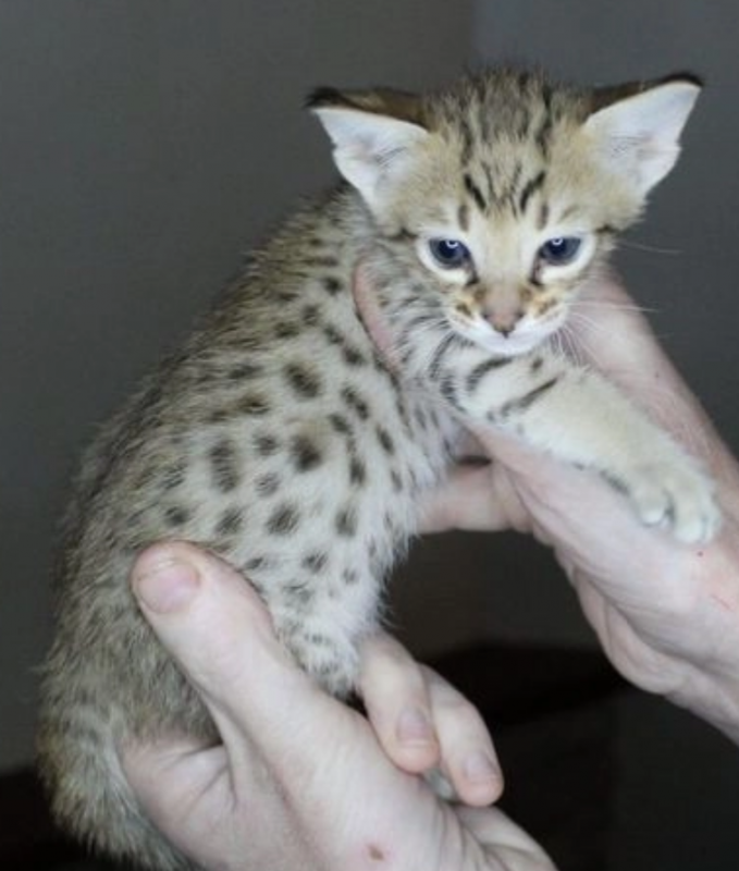 Beautiful Savannah kittens Image eClassifieds4u