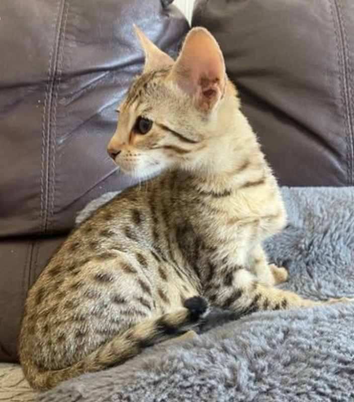 Beautiful Savannah kittens Image eClassifieds4u