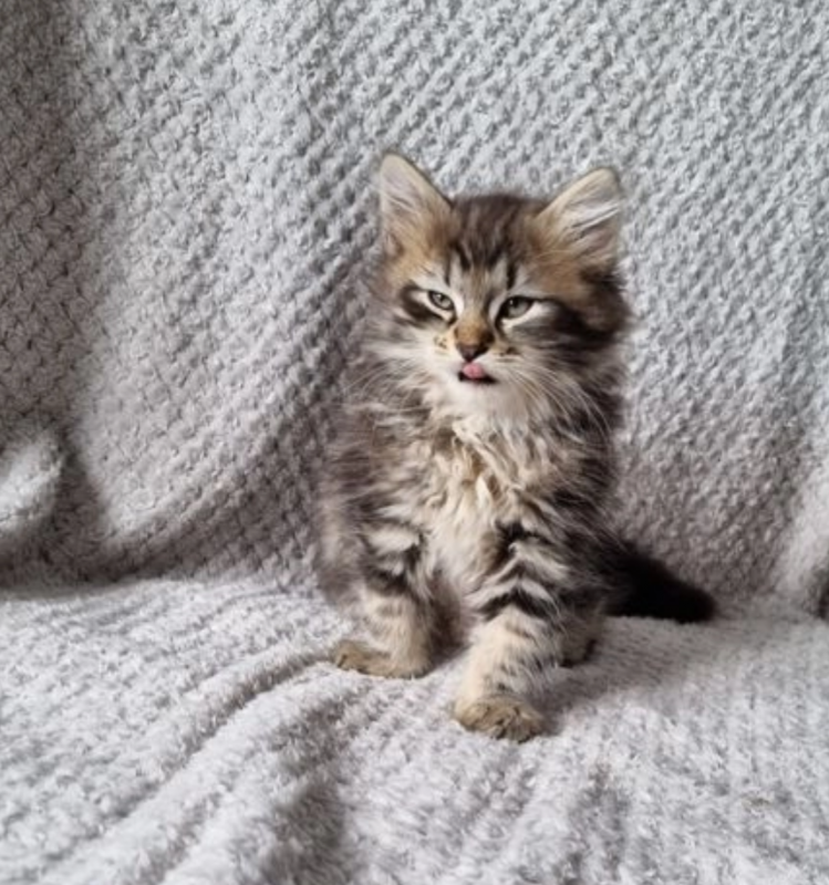 Beautiful Siberian pedigree kittens Image eClassifieds4u