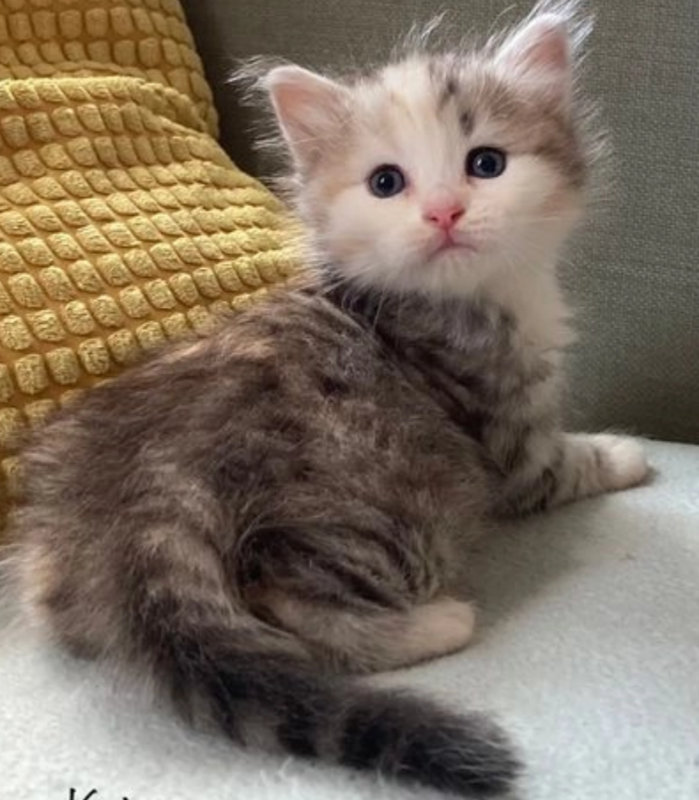 Beautiful Siberian pedigree kittens Image eClassifieds4u