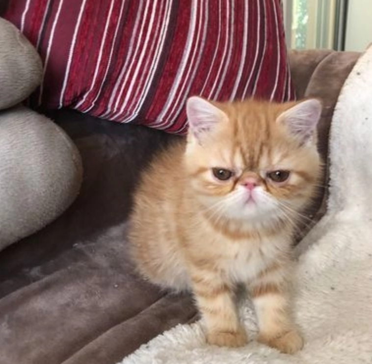 Exotic shorthair kittens available Image eClassifieds4u
