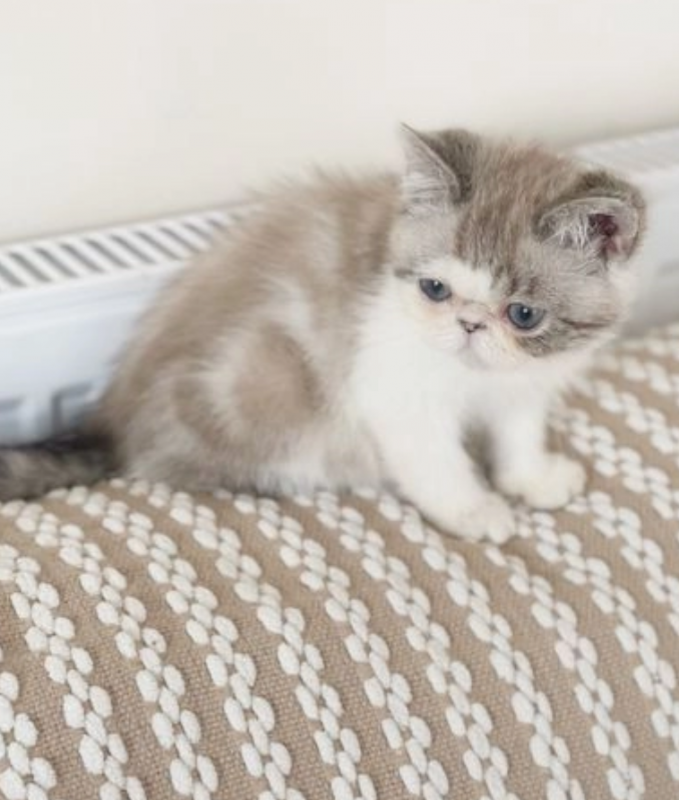 Exotic shorthair kittens available Image eClassifieds4u