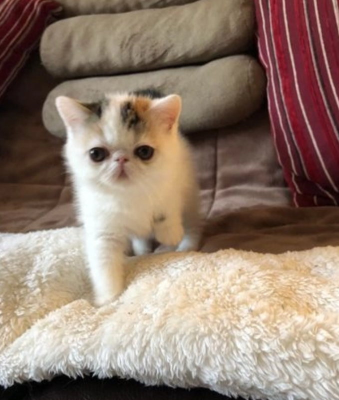 Exotic shorthair kittens available Image eClassifieds4u