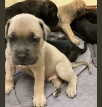 Cane Corso Puppies available Image eClassifieds4u 2