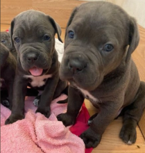 Cane Corso Puppies available Image eClassifieds4u 3