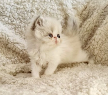 Persian kittens (Flat face) GCCF / PEDIGREE Image eClassifieds4u 2