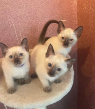 Stunning litter of seal point Siamese kittens Image eClassifieds4u 2