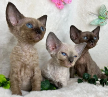 Absolutely beautiful Devon Rex Image eClassifieds4u 2