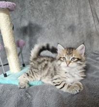 Beautiful Siberian pedigree kittens Image eClassifieds4u 3