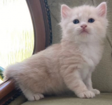 Beautiful Siberian pedigree kittens Image eClassifieds4u 4