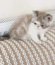 Exotic shorthair kittens available Image eClassifieds4u 2