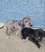 Great Dane puppies for re homing Image eClassifieds4u 1