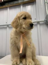 Male and Female Golden Retriever Babies Ready for re-homing. E-mail us at (loicjesse25@gmail.com) Image eClassifieds4U