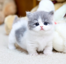 Munchkin kittens for sale Image eClassifieds4u 3