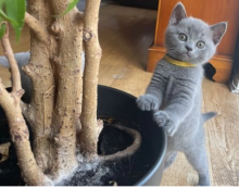 Pure Pedigree British Shorthair Kittens Image eClassifieds4u 3